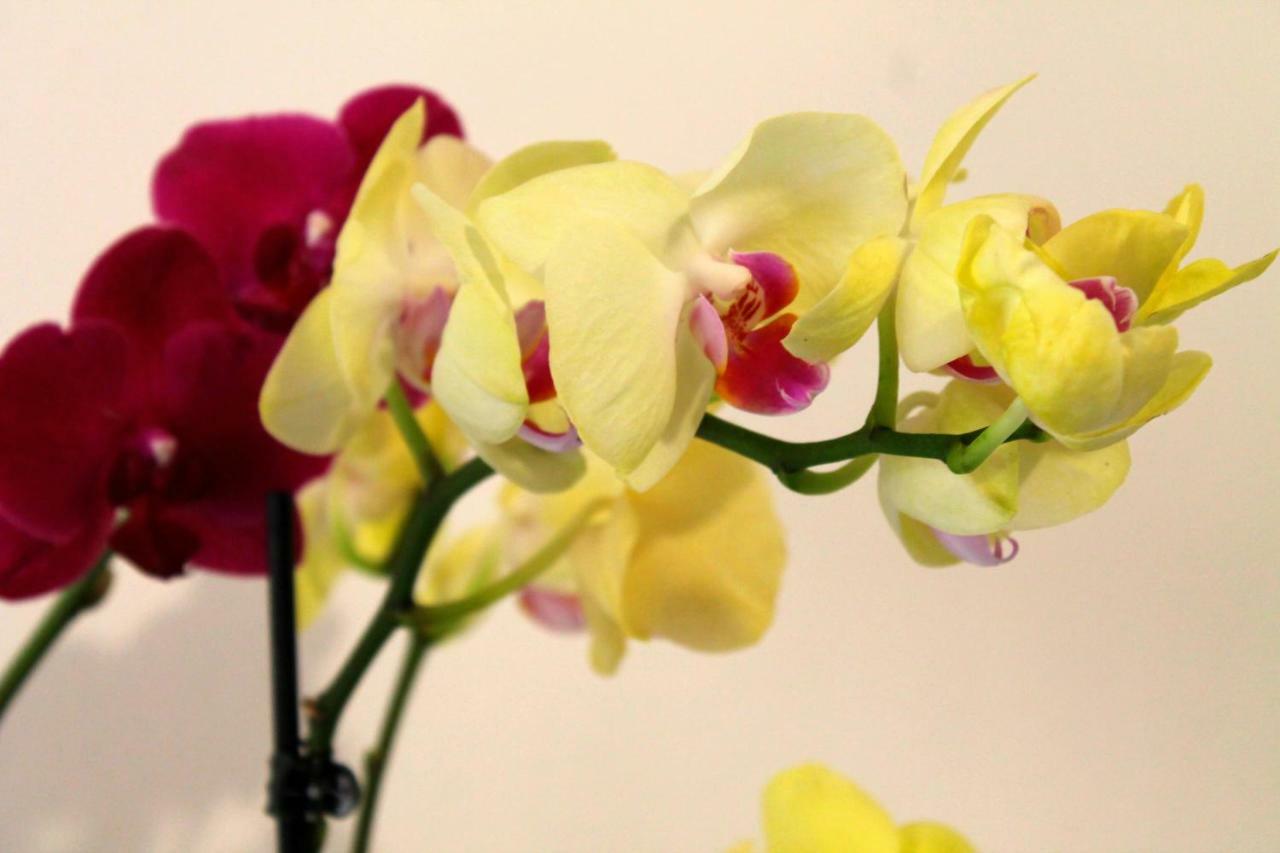 B&B Le Orchidee Alghero Ngoại thất bức ảnh